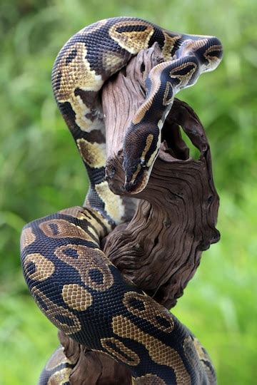 Yettysnatureworld Facts About Pythons