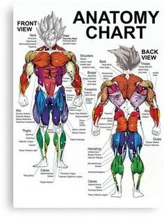 I always found a diagram of the human body to be very useful when it came to training. Major muscles of the body, with their COMMON names and SCIENTIFIC (Latin) names YOUR JOB is to ...