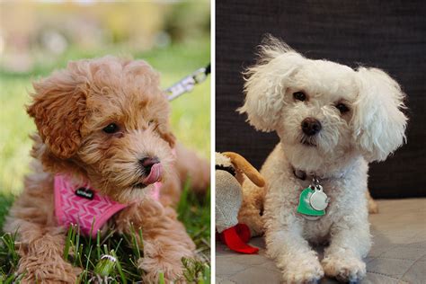 Maltipoo Dog Breed Faqs Health And Care Info