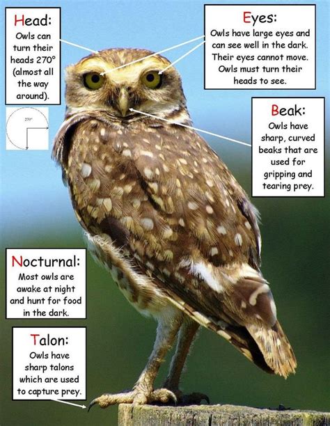 The 25 Best Owl Facts Ideas On Pinterest About Owl