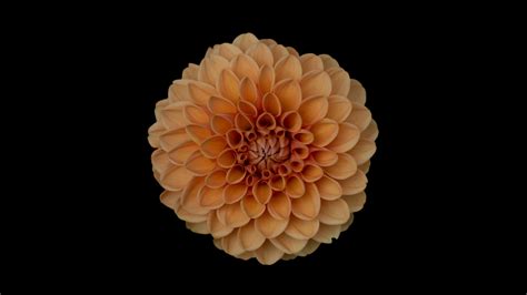 2560x1440 Orange Dahlia Flower 1440p Resolution Hd 4k Wallpapers