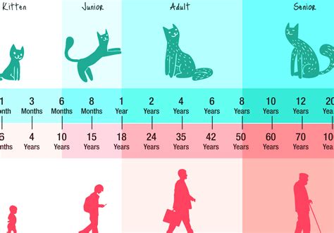 So how long is a cat year in human years? Cat Years - How Old Is My Cat In Human Years