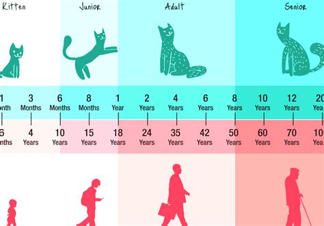 This calculator uses a method developed by monsieur lebeau. Cat Years - How Old Is My Cat In Human Years