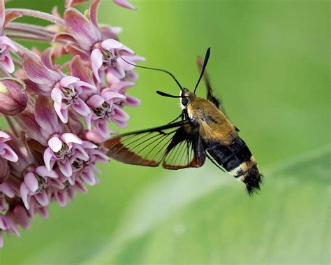 Snowberry Clearwing Moth Photograph By Eric Mace Fine Art America