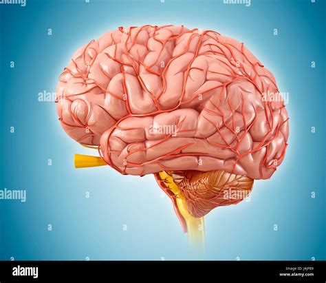 Illustration Of The Human Brain Stock Photo Alamy