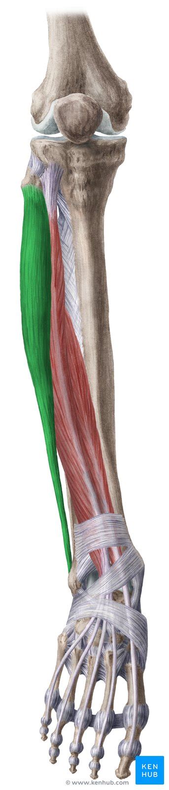 Peroneal Muscles Anatomy Innervation And Function Kenhub