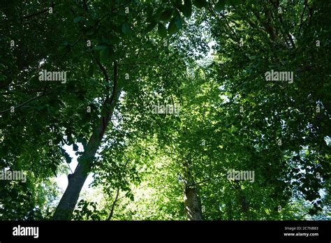 Crowns Of Beech Trees With Foliage In Various Bright Shades Of Green