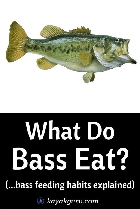 What Do Bass Eat Smallmouth And Largemouth Food Use As Bait Lure