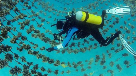 Restoring Coral Reefs With Some Help From Local Fish Science Aaas