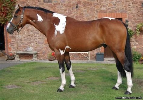 I Have An Obsession With Dutch Warmbloods X Paints Horses Warmblood