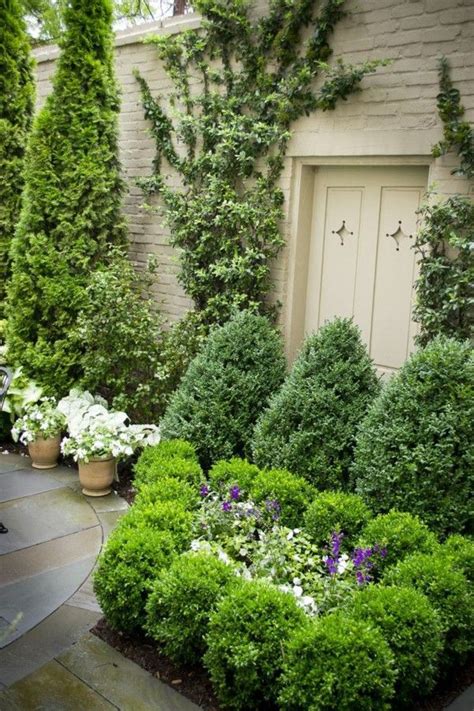 Evergreen Garden Plants Shrubs And Hedge For A Brilliant Landscape
