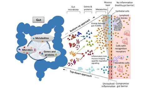 Our Gut Microbiome Is Always Changing Its Also Remarkably Stable