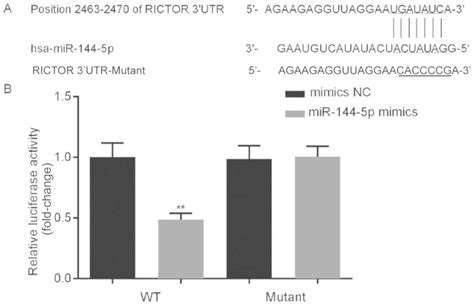 effect of mir‑144‑5p on the proliferation migration invasion and apoptosis of human umbilical