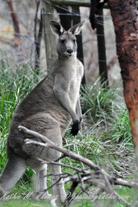 Eastern Grey Male Kangaroo Kathie Thomas Flickr