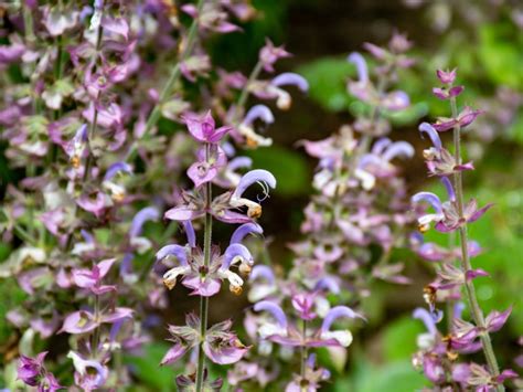 Clary Sage Plant How To Grow Clary Sage