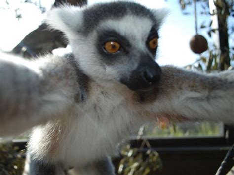 Ring Tailed Lemurs Face Extinction Amid Sapphire Mining Rush In
