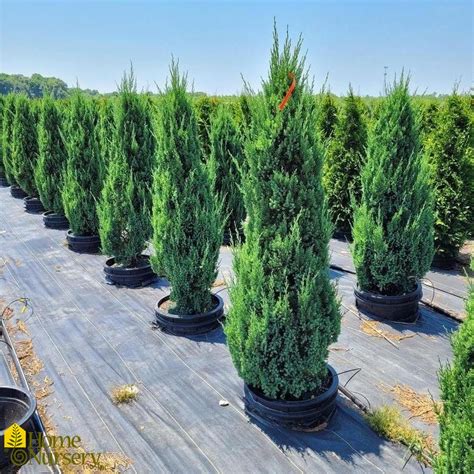 Juniperus Chinensis Blue Point Chinese Juniper From Home Nursery