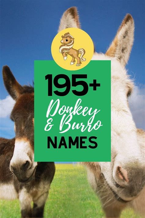 295 Awesome Donkey And Burro Names Helpful Horse Hints