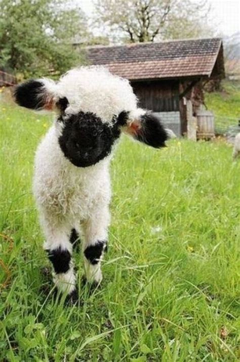 Adorable Lamb Love His Little Black Knee Pads Cute Animals