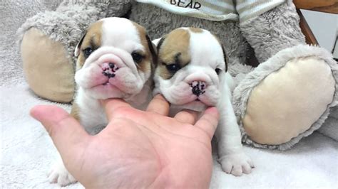Contact the dog breeders below for french bulldog puppies for sale. Micro teacup English Bulldog puppies for sale - YouTube