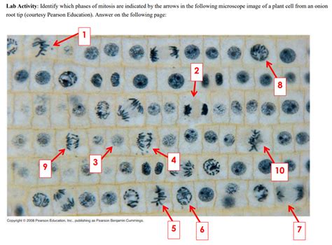 Mitosis occurs in somatic cells of plants and animals. Solved: Lab Activity: Identify Which Phases Of Mitosis Are ...