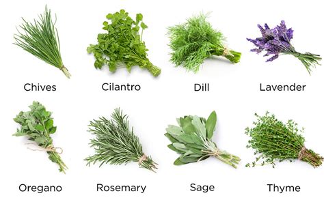 Identify Herbs By Leaves