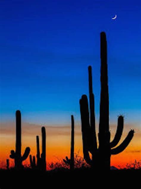 Arizona Sunset With Blue Sky Desert Sunset Tucson Sunset Nature
