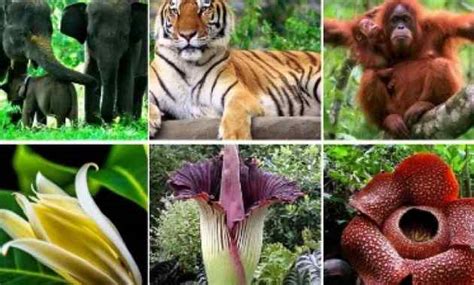 7 Faktor Dan Penyebab Penyebaran Flora Dan Fauna Di Bumi Ilmu Peternakan