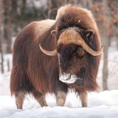 Musk Ox Facts Tundra Animals