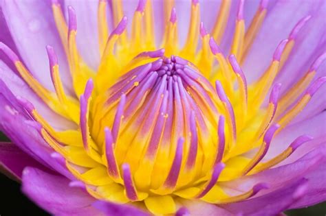 Premium Photo Beautiful Purple Water Lily Bloom In The Pond Lotus