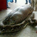 Missing Indonesian Man Found Dead Inside Python Bellenews