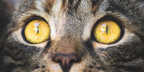 Caring For Your Cats Eyes International Cat Care