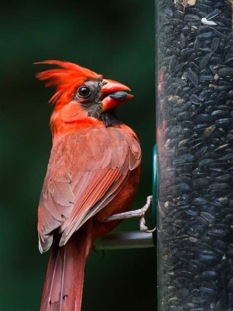 1000 Images About Cardinals Ohio State Bird On Pinterest Bristol