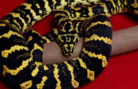 Jungle Carpet Python Facts And Pictures