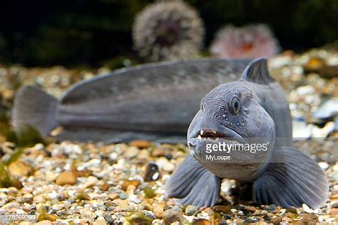 Sea Wolf Fish Photos And Premium High Res Pictures Getty Images