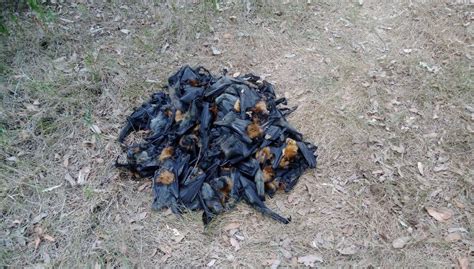 Thousands Of Flying Foxes Fall From The Sky Near Sydney Australia After Record Breaking