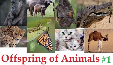 Offspring Of Animals English Grammar And Vocabularybaby Names Of Animals