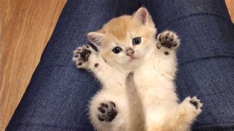 21 Adorable Cat Photos And Kitten Photos Because Furry Friends Are All