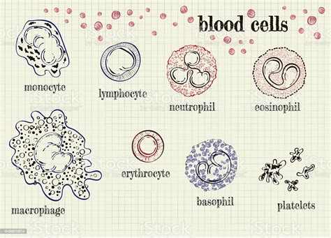 Diagram Red Blood Cells Drawing Diagramaica