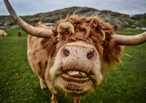Funny Photo Of Highland Cow By Swiesphotography On Etsy
