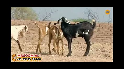 Adant Beetal Male Goat Barbara Goat Jodi YouTube