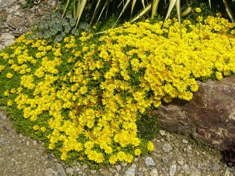 Delosperma Nubigenum Hardy Yellow Ice Plant World Of Flowering