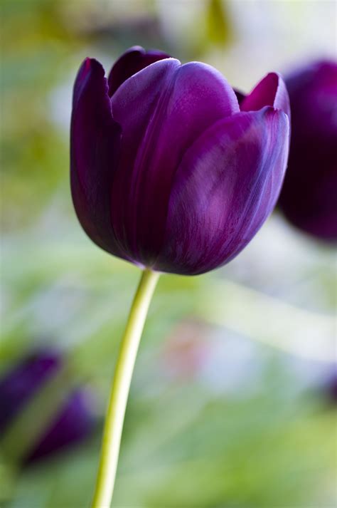 Close Up Macro Photograph Of A Purple Tulip Purple Tulips Tulips