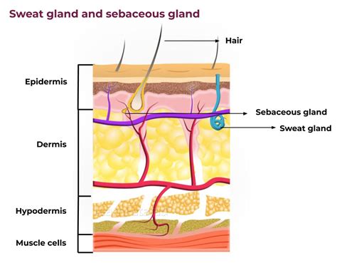 Structure Of Skin Skin Structure And Function Learnfatafat