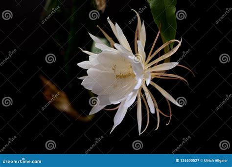 The Queen Of The Night Epiphyllum Oxypetalum Cactus Plant Night