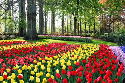 Tulip Festival At The Tulip Garden In Srinagar 10 Interesting Facts