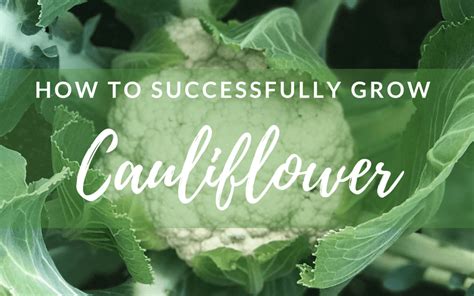 Cauliflower Is Trickier To Grow Than Its Relatives Because It Doesnt