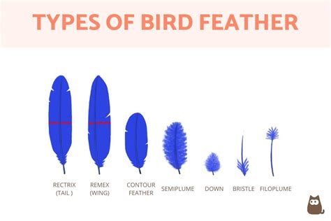 Types Of Feathers On A Bird Bird Feather Types Parts And Anatomy