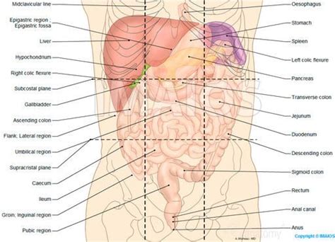 Learn vocabulary, terms and more with flashcards, games and other study tools. Abdominal cavity: This webpage is so helpful | FoR AnATomY ...