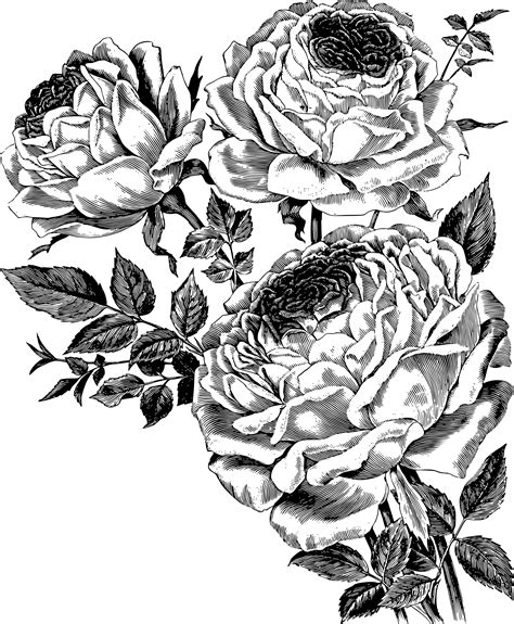 Drawing of Roses vector clipart image - Free stock photo - Public Domain photo - CC0 Images
